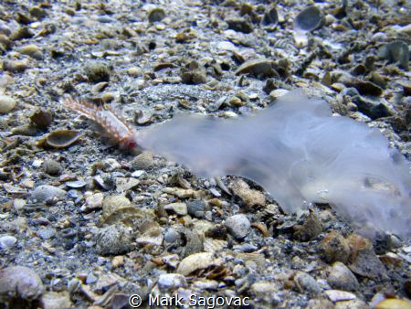Bristleworm doing a "Jelly Shot"
Blue Heron Bridge- what... by Mark Sagovac 