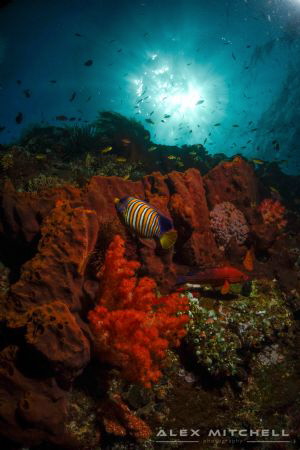 Liberty Wreck, a wreck of wonders! by Alex Mitchell 