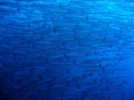 Barracudas at Sipadan! by Alex Lim 