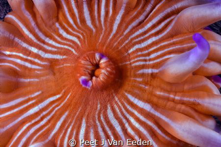 Candy stripes by Peet J Van Eeden 