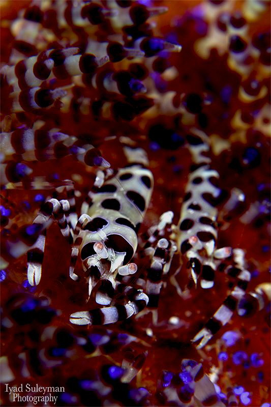 
Coleman's shrimp by Iyad Suleyman 