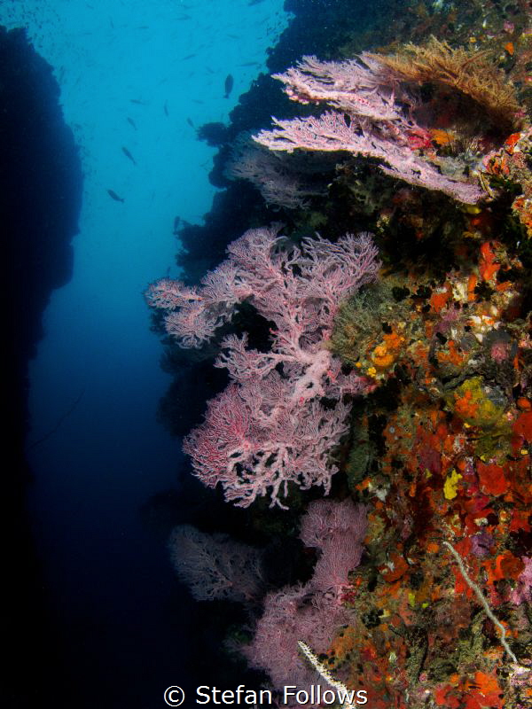 Absence. Sea Fan - Melithaea sp. Koh Tao, Thailand-EM5-Pa... by Stefan Follows 