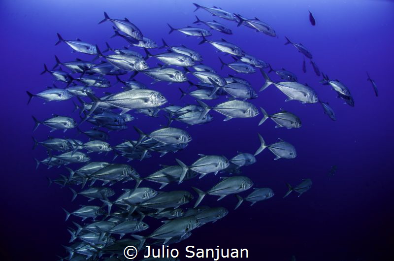 Jacks in Blue by Julio Sanjuan 