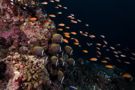 Schooling Red-tailed Butterflyfish by Taco Cheung 