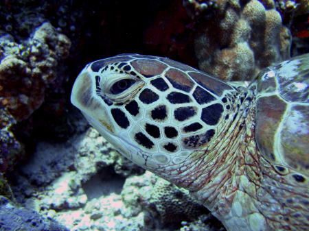 The quintessential sea green turtle, settling into her fa... by Tony Otion 