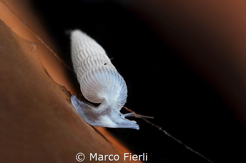 Snail at Work

this 3mm Snail threads a wire from one s... by Marco Fierli 