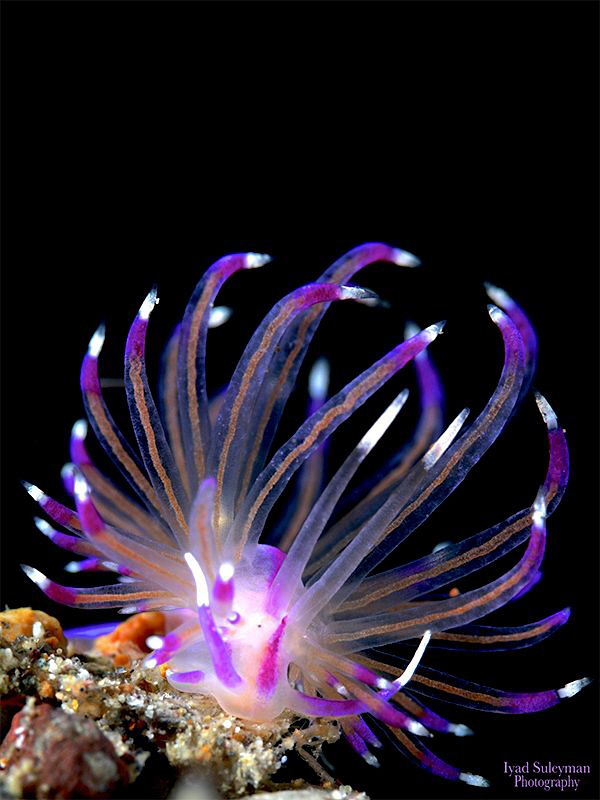 Unidentia angelvaldesi by Iyad Suleyman 