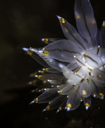 Taken on a night dive on Vancouver Island. This orange-ti... by Chad Tamis 