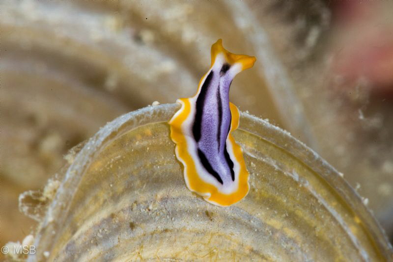Nudi mimicing flatworm. by Mehmet Salih Bilal 
