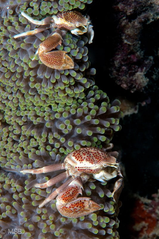 A couple of porcelain crab. by Mehmet Salih Bilal 