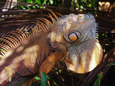 This iguana sits in the tree above where we keep our dive... by Martin Spragg 
