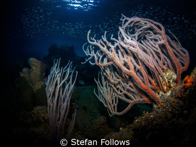 I sincerely wish you all the most wonderful, rewarding, e... by Stefan Follows 