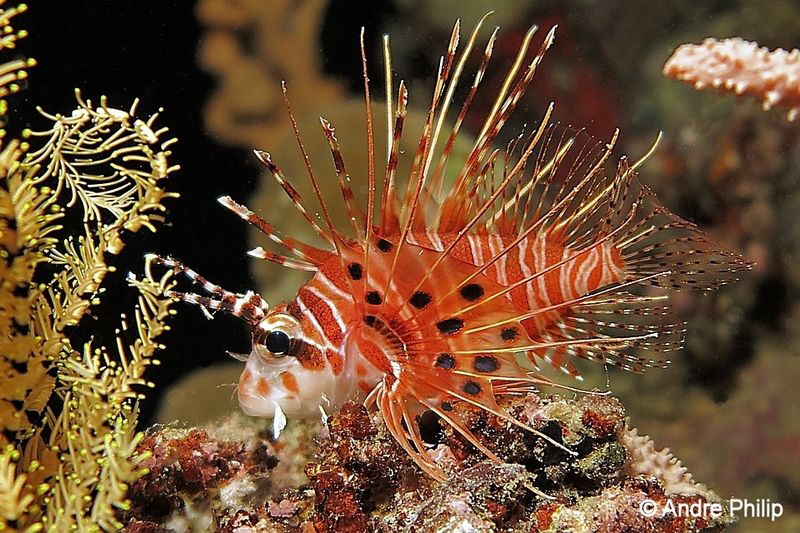 "Like a little Fireworks" -
With this tiny broad-barred ... by Andre Philip 