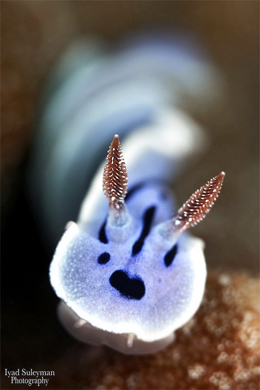 Nudibranch by Iyad Suleyman 