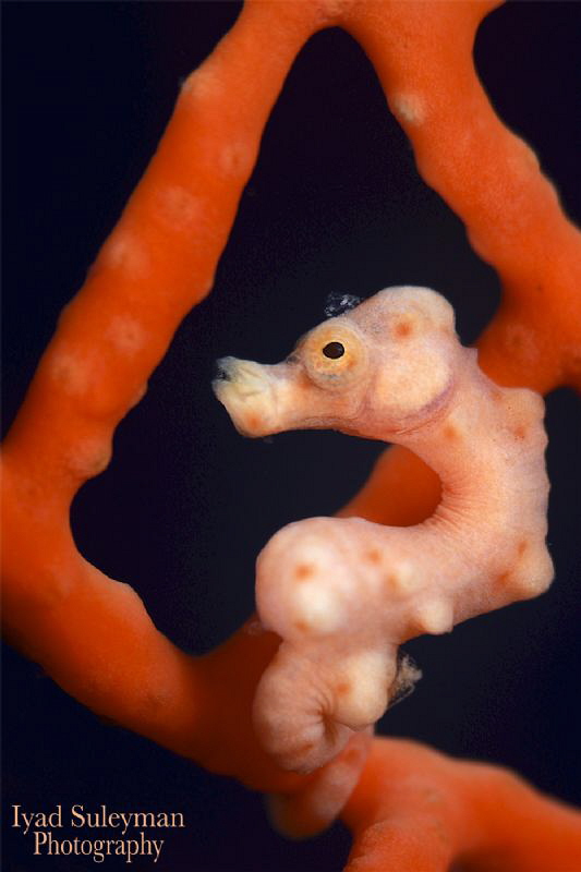 Denise's Pygmy Seahorse by Iyad Suleyman 