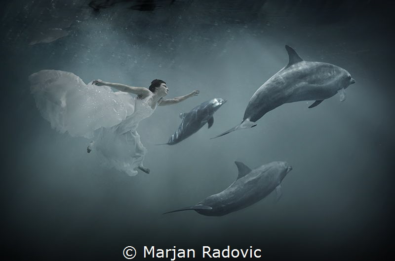 Dolphins weeding by Marjan Radovic 