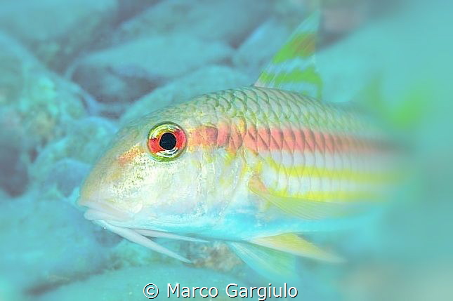 Mullet eye by Marco Gargiulo 