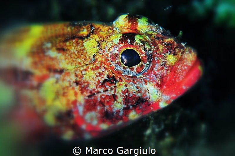 Portrait by Marco Gargiulo 