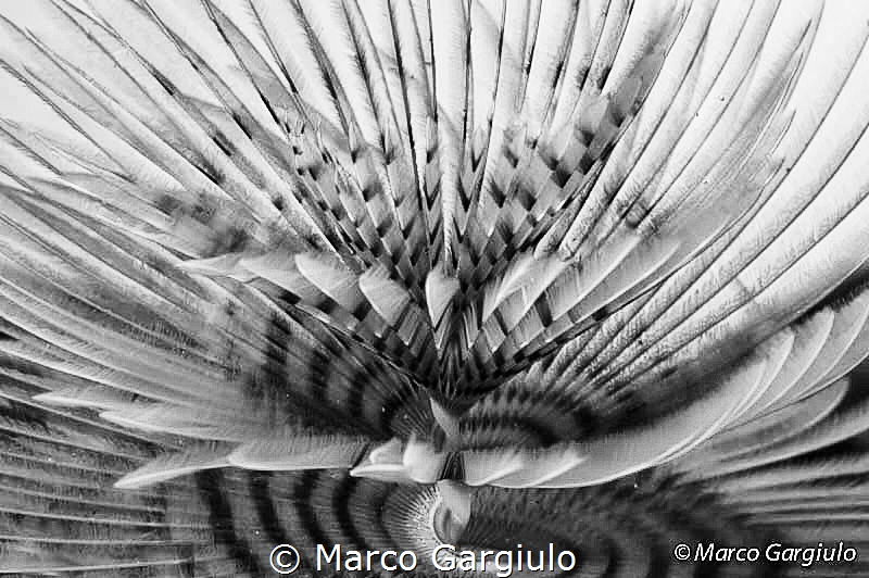 Spirograph in BW by Marco Gargiulo 