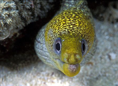 Great barrier reef, Australia by Raul Rodriguez 