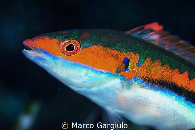 Coris julis, male by Marco Gargiulo 