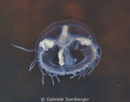 Craspedacusta sowerbii - Süßwasserqualle by Gabriela Samberger 