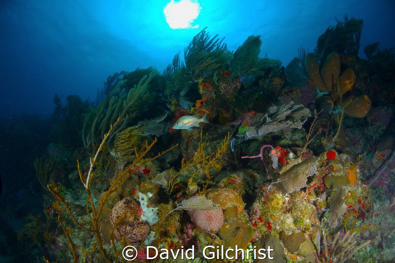 Reef Scenic, Texas Drift site, Roatan Marine Park, Roatan... by David Gilchrist 
