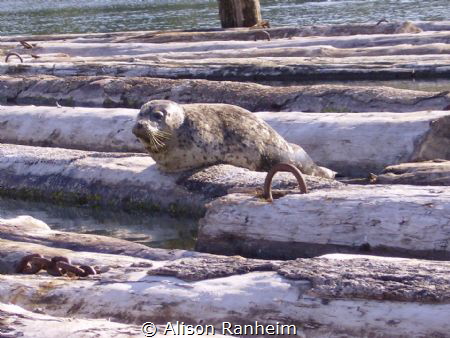 Puget Sound, WA by Alison Ranheim 