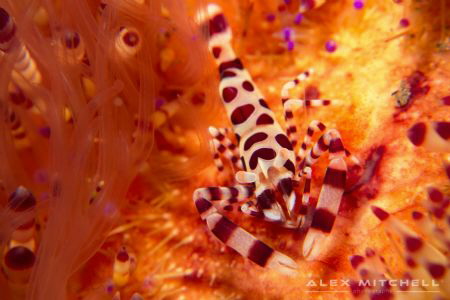 Coleman Shrimp in his fiery home. by Alex Mitchell 