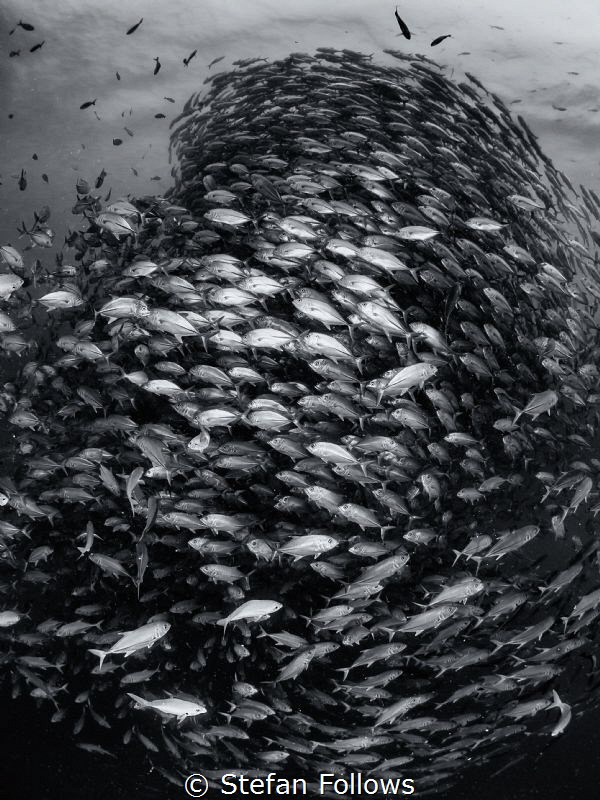 Immoderate ... ! Big Eye Travelly - Caranx sexfasciatus. ... by Stefan Follows 