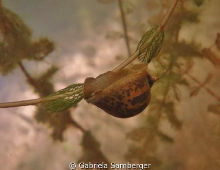 Radix auricularia by Gabriela Samberger 