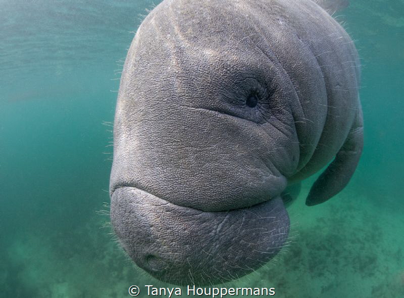 'Connection'
A manatee approaches in Crystal River, Flor... by Tanya Houppermans 