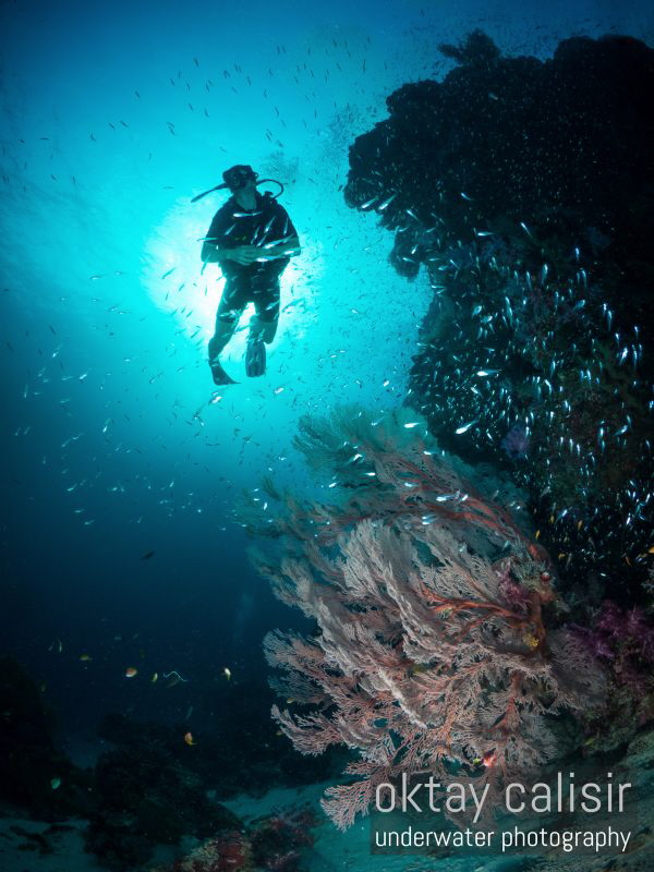Boom Boom Dan along the reef :) by Oktay Calisir 