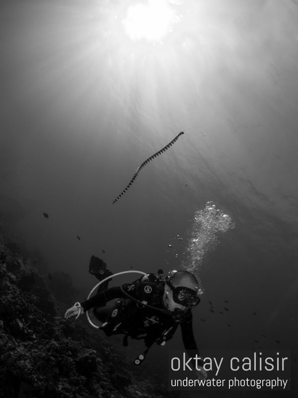 SEA SNAKE DESCENDING ON DIVER AFTER A BREATH OF AIR :) by Oktay Calisir 