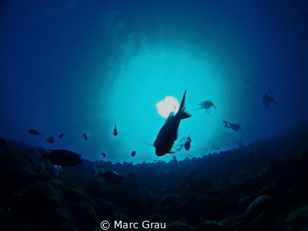 Three strange animals above by Marc Grau 
