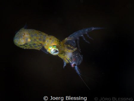 tiny pygmy squid caught a small shrimp by Joerg Blessing 
