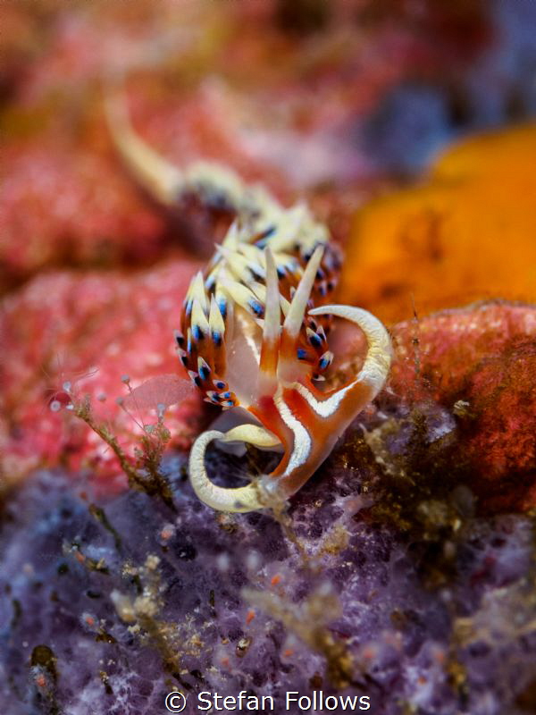 Raging Bull. Nudibranch - Caloria indica. Samran, Thailan... by Stefan Follows 