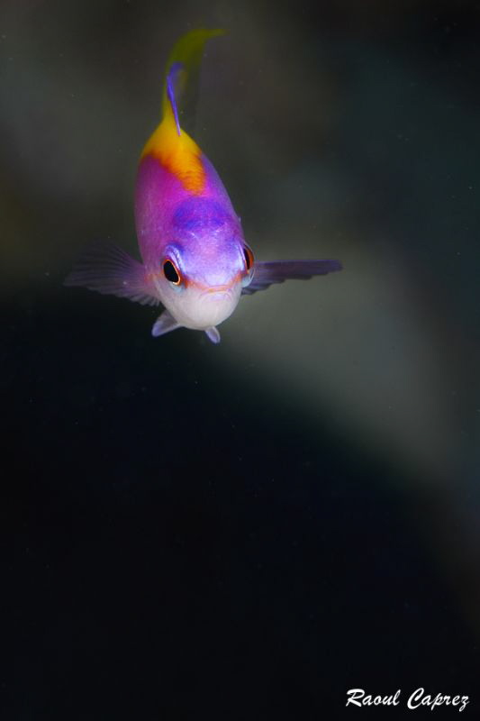 Colourful encounter
 by Raoul Caprez 