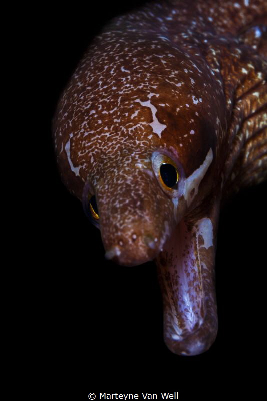 Barred fin moral wishing everyone a HAAAAApy New Year! by Marteyne Van Well 
