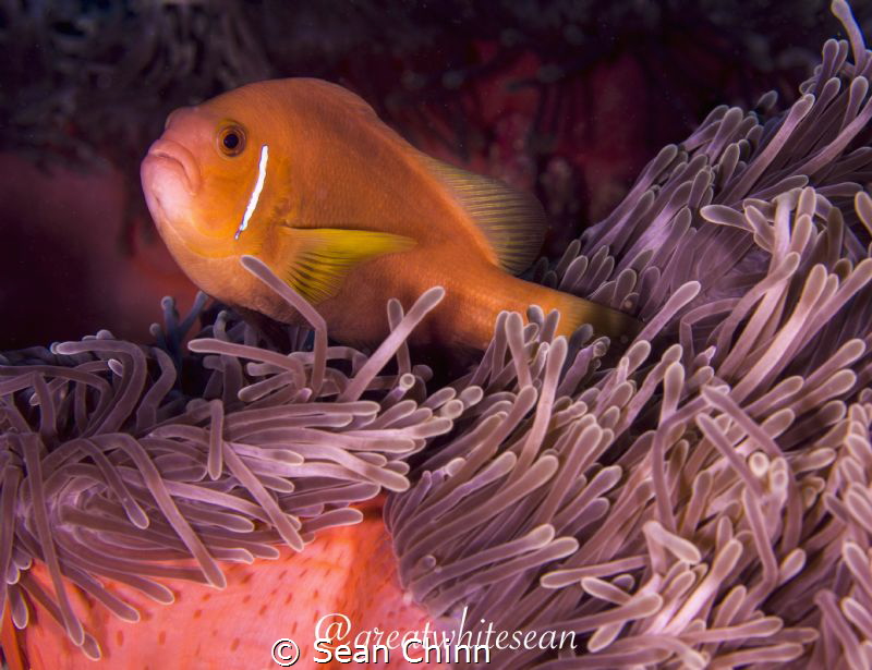 Maldive Clownfish by Sean Chinn 