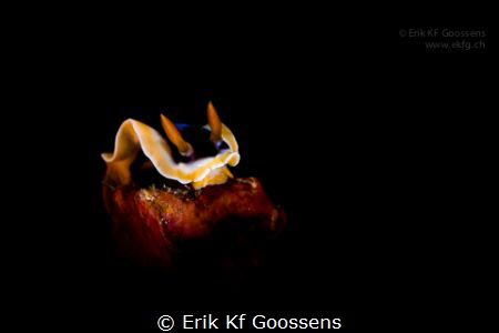 Chromodoris Annae in the spotlight by Erik Kf Goossens 