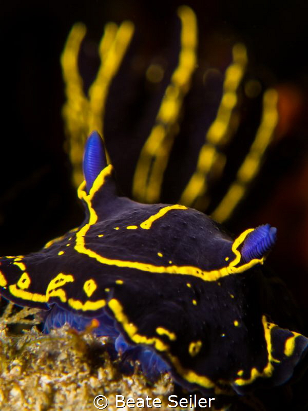 Hypselodoris picta by Beate Seiler 