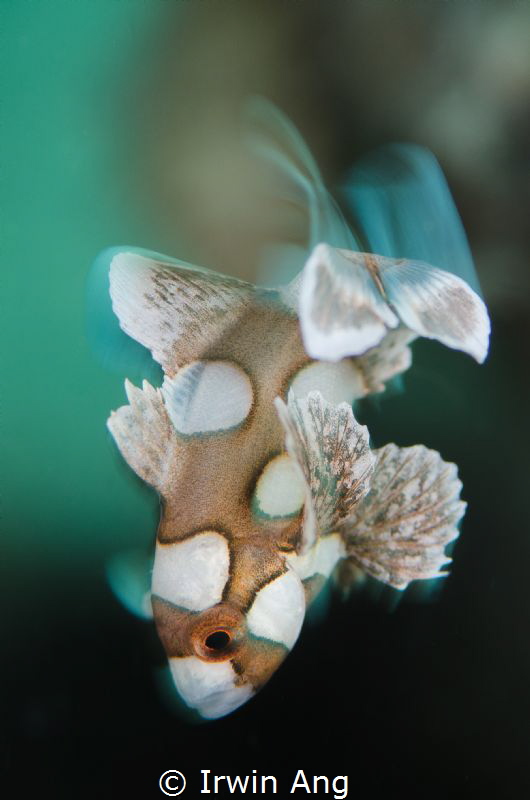 S W I N G
Juvenile sweetlips (Plectorhinchus chaetodonoi... by Irwin Ang 
