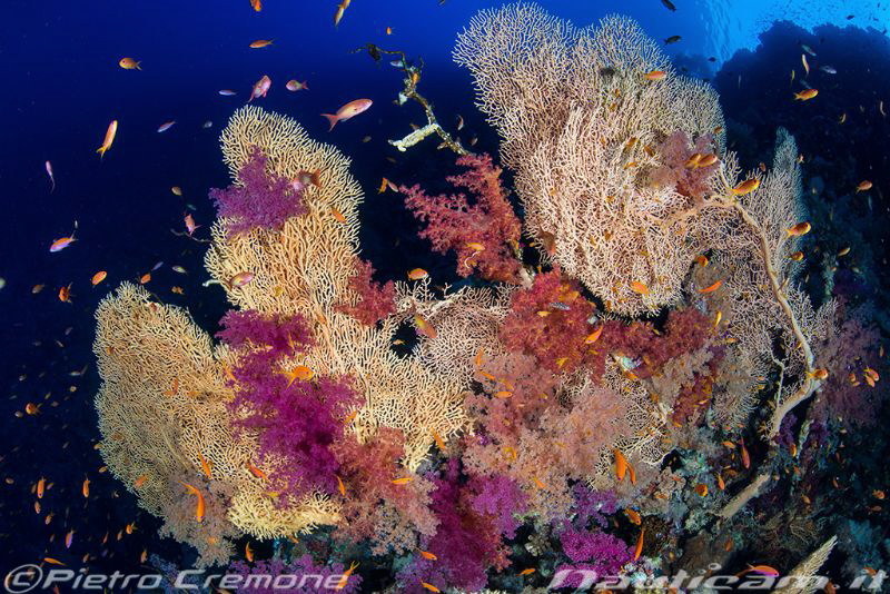 Big Gorgonian by Pietro Cremone 