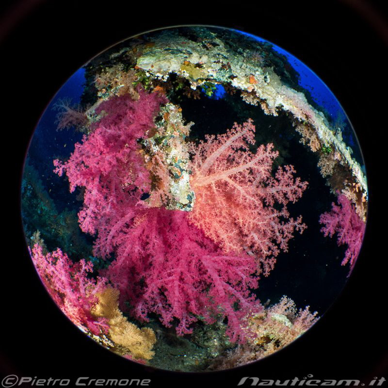 Circle of softies by Pietro Cremone 