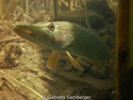 Esox looking at the sun by Gabriela Samberger 