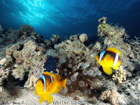 Clown fish and anemone house by Walter Bassi 