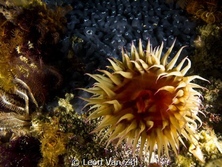 Anemone on Rietfontein reef in Hermanus by Leon Van Zijl 