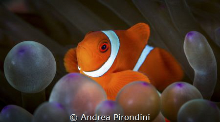 Clown and Baloons by Andrea Pirondini 
