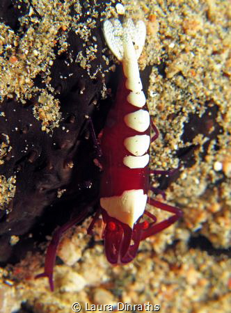 Emperor shrimp feeding in the sand on the side of a black... by Laura Dinraths 
